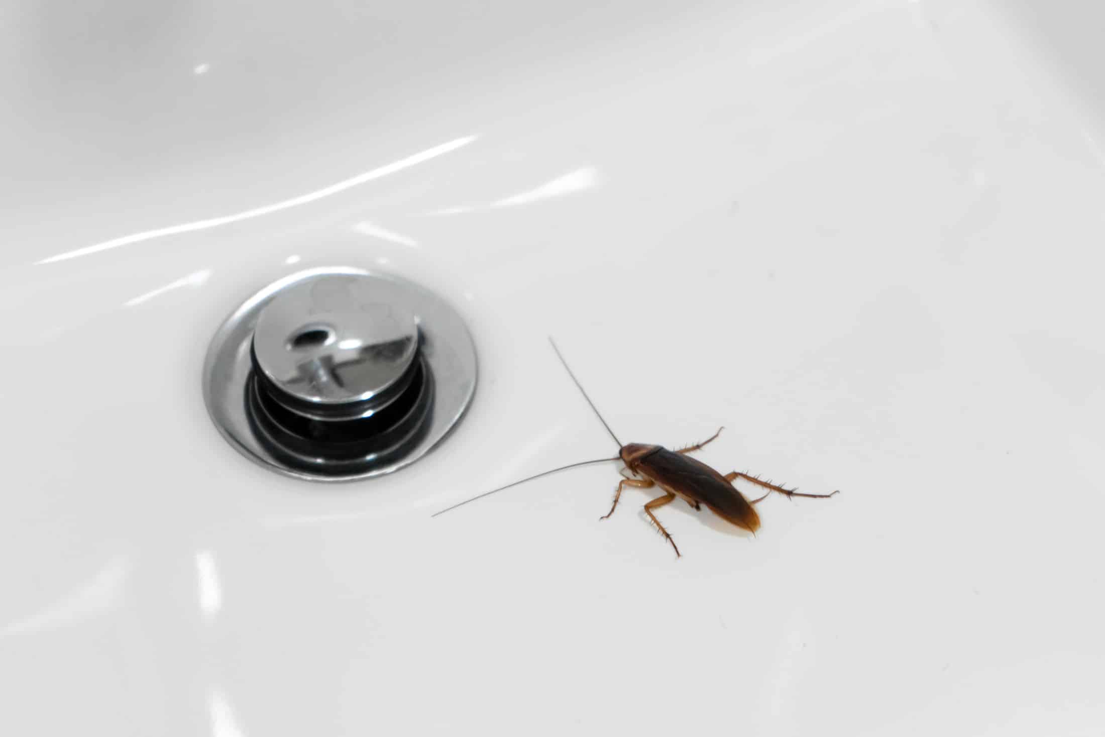 Help, There are Bugs in My Drains